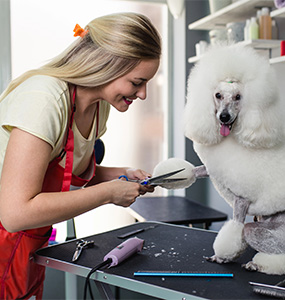 Nie tylko klasyczne zawody – groomer, czyli jak OHP otwiera nowe ścieżki kariery